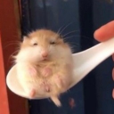 🐹햄찌코드🐹 Discord server icon