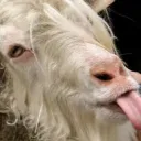 JADLER.PROD