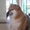 The Doge Community | RESET