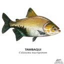 Tambaquis Discord server icon