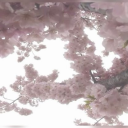 dxllyluvr's selling server :3 Server Icon