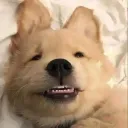 𝚃𝚛𝚊𝚒𝚕𝚜 𝚘𝚏 𝙶𝚎𝚗𝚎𝚜𝚒... Discord Server Icon