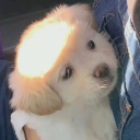 ▄︻D̶e̶v̶o̶t̶i̶o̶n̶ ̶╰⋃╯ Discord server icon