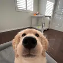 𝓢𝓷𝓪𝔃𝔃𝔂 𝓣𝓸𝓪𝓼𝓽𝓮𝓻  Discord Server Icon