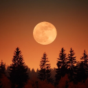 Moonrise City Discord server icon
