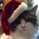 /kedi icon