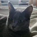 your local cat mom's corner