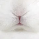 ִ  ࣪   ׅ  𐔌 🐇