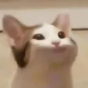 meme cat休閒聊天抽獎群（半廢棄）