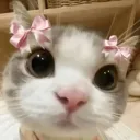 dg