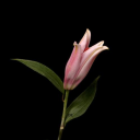 ‘ 𝖓𝖎𝖌𝖍𝖙 𝖘𝖍𝖊𝖑𝖑 𐙚 Discord server icon