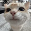 Cool cat server