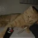 DØSTAWCY | FRƐE ACCƐS GV