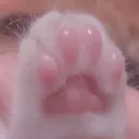 ネコのクラブ ₍^. .^₎⟆ Discord Server Icon