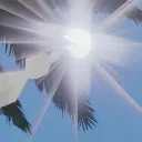 /palms