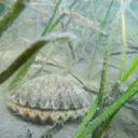 Scallop Choir