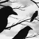 RHA﹕Raven High Academy   ⌯