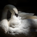 𓈒𓂃˖ 𝑡ℎ𝑒 𝑠ℎ𝑎𝑑𝑜𝑤𝑠 𝑜𝑓 𝑗𝑒𝑤𝑒𝑙𝑠 | HISTORICAL ENGLAND Discord server icon