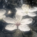 ࣪𓏵  ♯  gg./ Nightshades      𓈒      ✙ Discord server icon