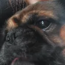 The PugVerse