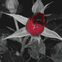 ︶꒦꒷𝑾𝒊𝒕𝒉𝒆𝒓𝒆𝒅 𝑹𝒐𝒔𝒆𝒔꒷꒦︶ Discord server icon