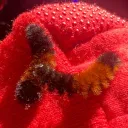 *•.¸ ๓&๓ ¸.•* Discord Server Icon