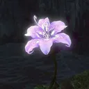 Lunaria