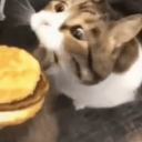 고야옹이 ^•~•^