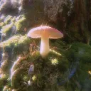 mycelium hive