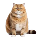 CATAT (center anti troll attack team)'s icon