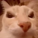Gatoslover