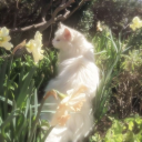 Plurrral Cat Cafe Discord server icon