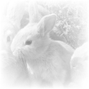 sweet baby dolls 𓄧 Discord server icon