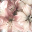 ૮꒰ ◜๑◝ ꒱ა ﹕🎄 Lush Petals ׁ ˖˚ ﹒♡ꜜ (Christmas revamp) Discord server icon