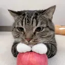 snowcord