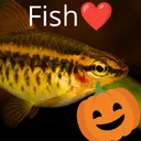 Fish❤️