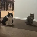 Rosie’s emote’s
