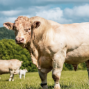 Goyim Gang Discord server icon