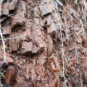 Insectaria (alpha) Discord server icon