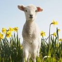 𝒞𝒽𝓇𝒾𝓈𝓉𝒾𝒶𝓃 𝐻𝒶𝓃𝑔𝑜𝓊𝓉 ✞ Discord server icon