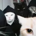 cat club — Дискорд Сервер