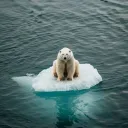 Global polar.