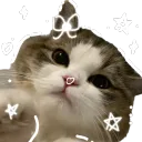 𖹭 Catsy ~ Community .𖥔 ݁ ˖