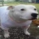 more stickers discord icon