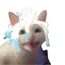 Litter Box