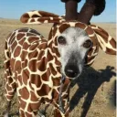 sexoanal Discord server icon