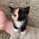 Epic Server Discord Server Icon