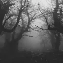 ( 18+ ) Through // the // Fog