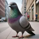 Sigeon Pex