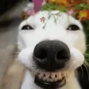 Fazos, Bardo y Problemitas